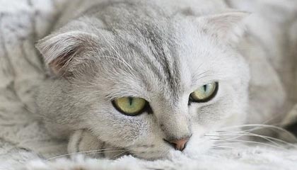 你可能不知道的小蝌蚪app下载冷知识